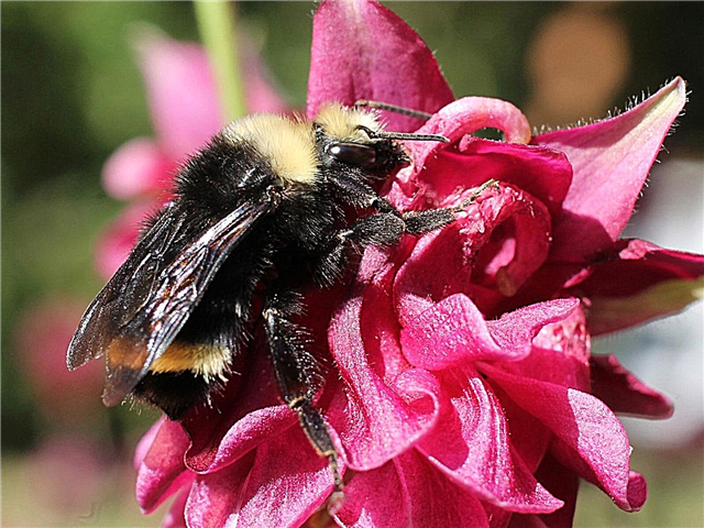 Atragerea insectelor polenizante: polenizatori autohtoni în statele din Vestul Mijlociu