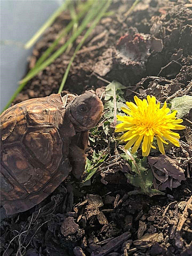 Végétation sans danger pour les tortues: Plantes en croissance pour les tortues à manger