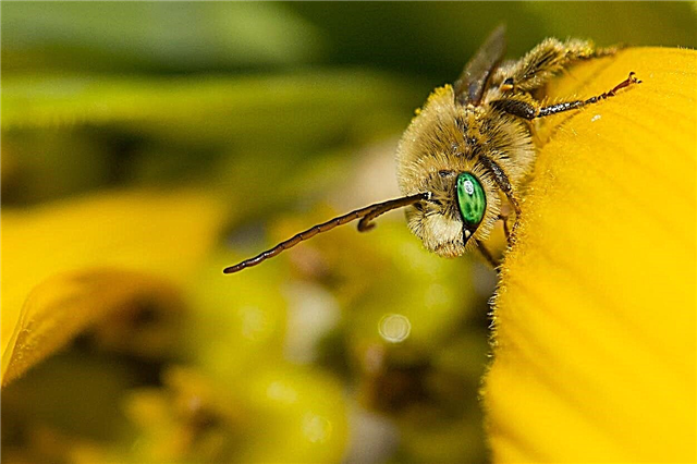 South Central Pollinators: Indfødte pollinators i Texas og de omkringliggende stater