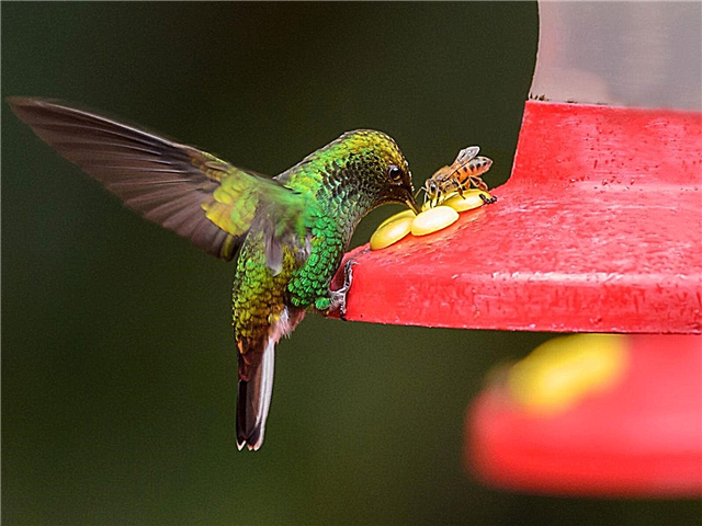 Abelhas no alimentador do colibri - por que as vespas gostam de alimentadores do colibri