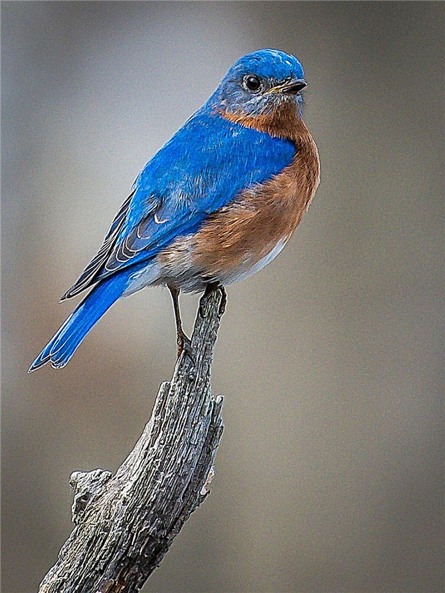 Å holde blåfugler i nærheten: Slik tiltrekker du blåfugler i hagen