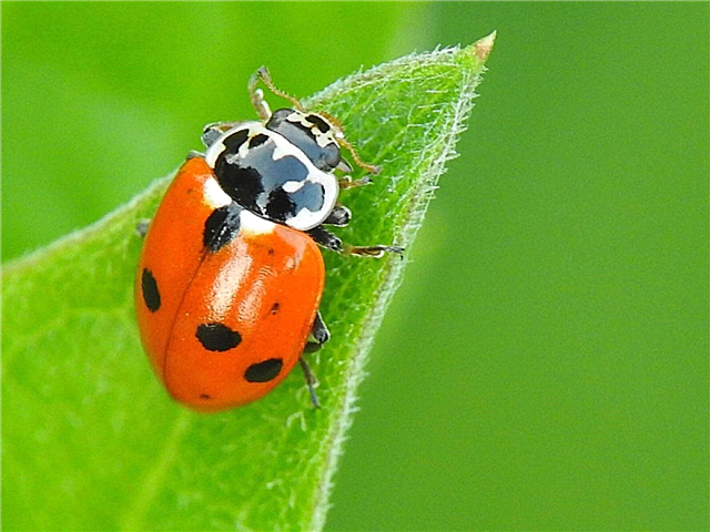 Prepoznavanje Ladybugs - Asian Vs. Native Lady Beetles