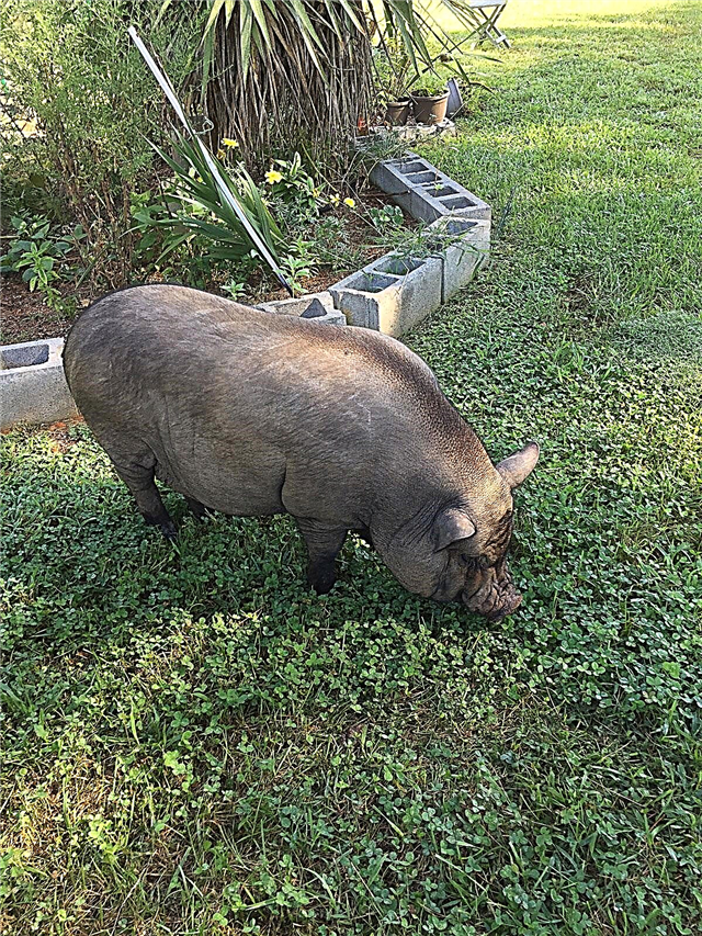الخنازير المحلية في الحديقة: كيفية منع تلف جذر الخنازير