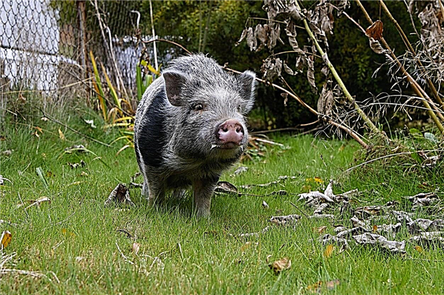 Opdræt af svin derhjemme: Er det muligt at holde grise i græsplassen?