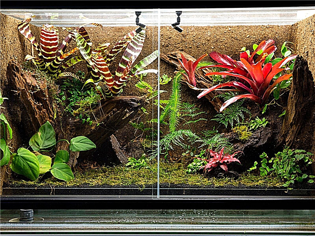 Zimmerpflanzen für Reptilien - Anbau von Reptilien-sicheren Pflanzen in Innenräumen