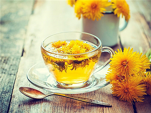 A pitypang gyógytea előnyei: növekvő pitypang teaként