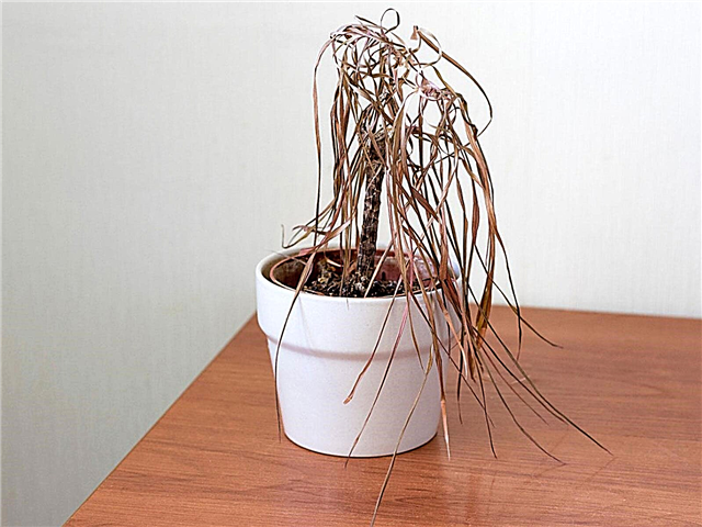Gemme døende stueplanter - Årsager til, at dine potteplanter bliver ved at dø