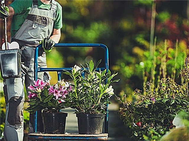 April Ohio Valley Garden: Gardening To-Do List en tips voor tuinders