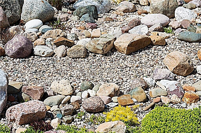 Jardín de rocas fácil de cuidar: cuándo plantar un jardín de rocas