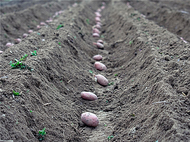 Tranchées et collines de pommes de terre - Plantation de pommes de terre dans les tranchées et les collines