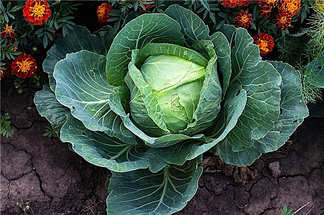 Heirloom Cabbage Info: Tipps für den Anbau von dänischen Kohlkopf-Kohlpflanzen