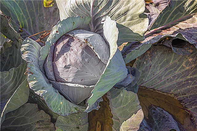 Integro Red Cabbage - Hoe Integro Cabbage Plants te laten groeien