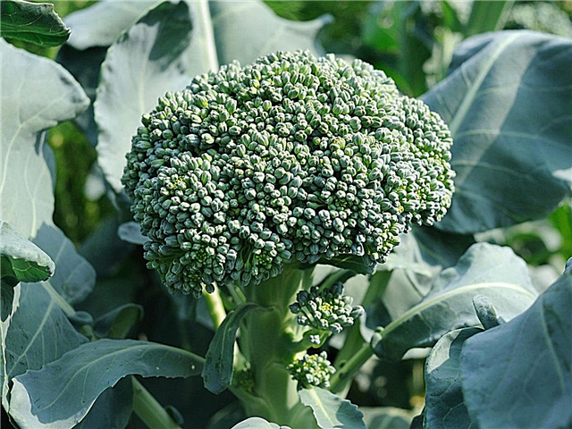 Was ist Broccoli Di Ciccio: Wachsende Di Ciccio Broccoli-Pflanzen