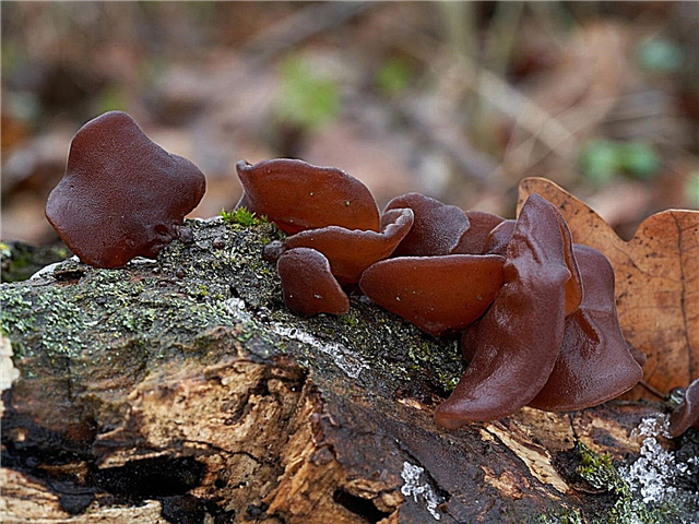 Wood Ear Jelly Mushroom Info - ¿Son comestibles las setas de oreja de madera?