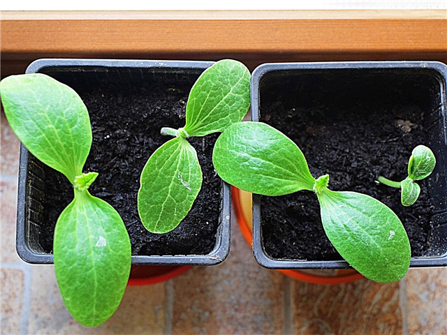 البذور التي تنبت بسرعة: تغلب على حمى المقصورة مع البذور سريعة النمو