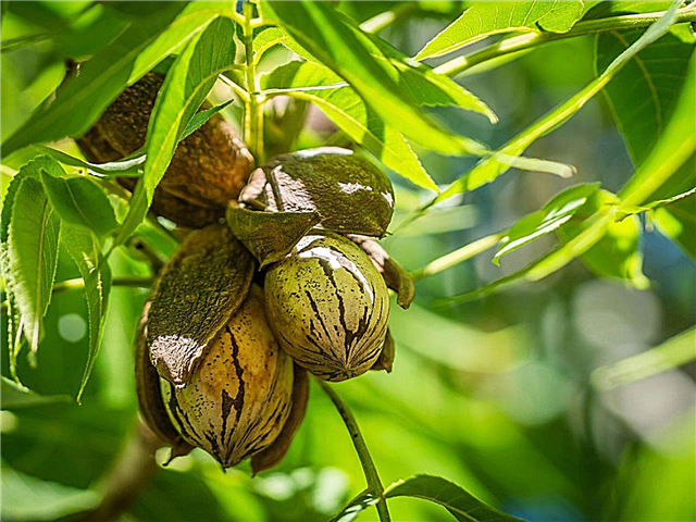 Racines de noix de pécan - Pouvez-vous faire pousser des noix de pécan à partir de boutures
