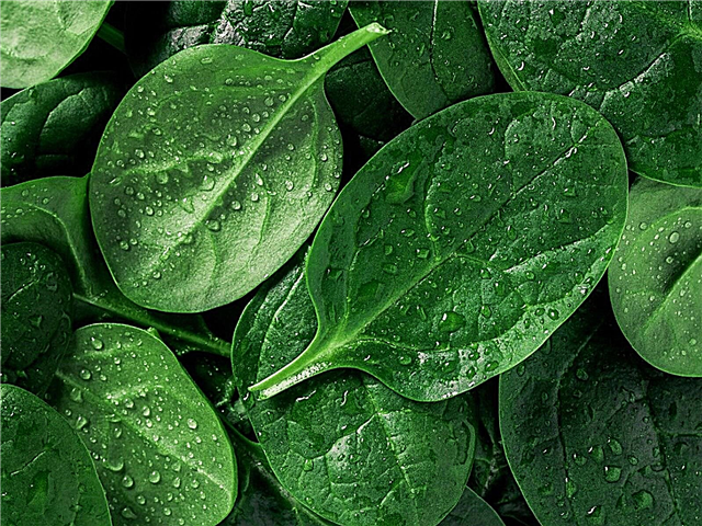 Použití pro špenát: Jak používat špenátové rostliny z vaší zahrady