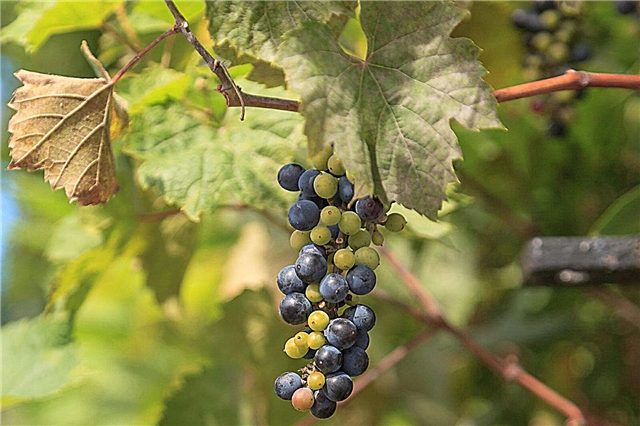 São ervas daninhas selvagens uvas: Onde você pode encontrar uvas selvagens