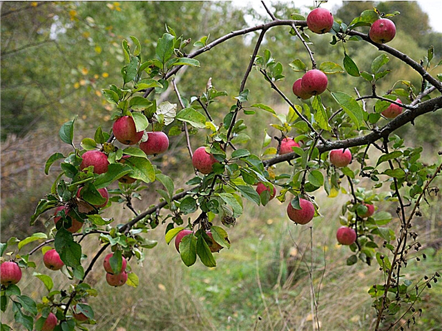 Informationen zu wilden Apfelbäumen: Wachsen Apfelbäume in freier Wildbahn?