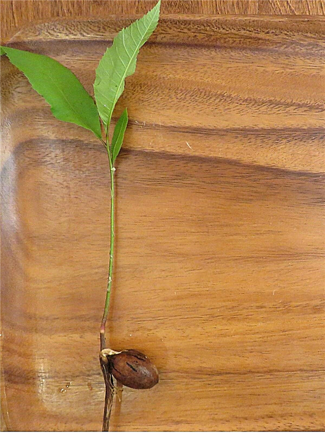 Hoe pecannoten te planten: meer informatie over het zaaien van pecannoten