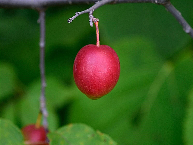 American Wild Prum Tree - En savoir plus sur la culture de prunes sauvages