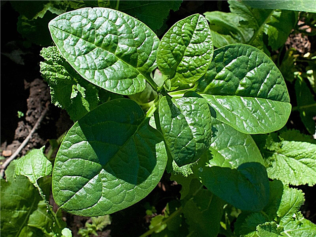 Uprawa szpinaku latem: alternatywne odmiany szpinaku letniego