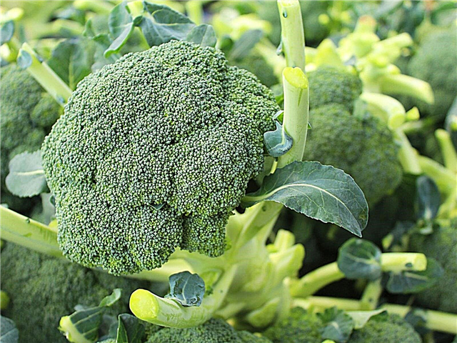 Was ist Belstar Broccoli: Wie man Belstar Broccoli Sorte pflegt