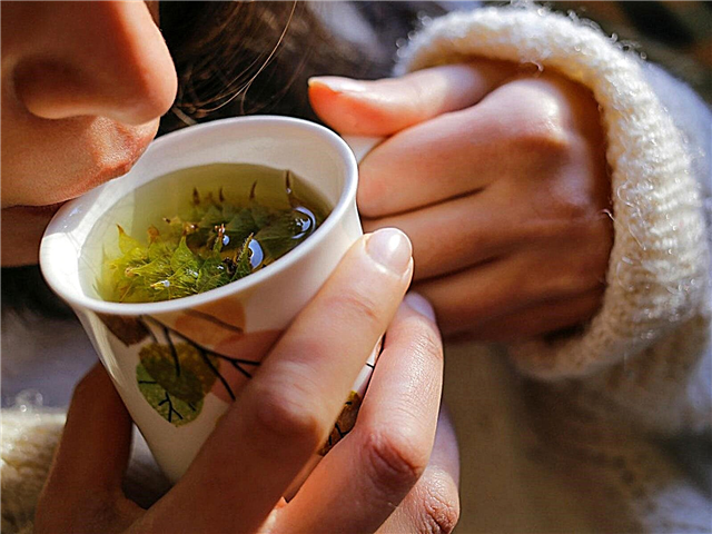 Uso de tés de hierbas para la salud: té para beber cuando estás enfermo