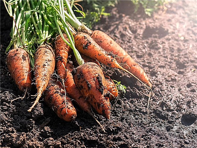 Morcovi în căldura verii - Cum să crești morcovii în sud