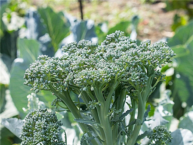 Usodni hibridni brokoli - Kako gojiti rastline Destiny brokoli