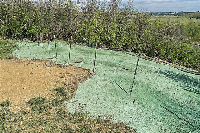 Qu'est-ce que l'hydro-ensemencement: en savoir plus sur le spray de semences de gazon pour pelouses