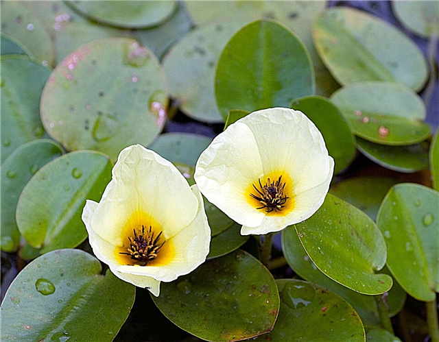 Water Poppy Care - Cómo cultivar plantas flotantes de agua de adormidera