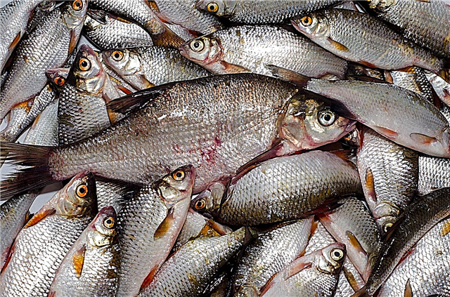 Использование рыбной эмульсии: узнайте, как и когда использовать рыбное эмульсионное удобрение