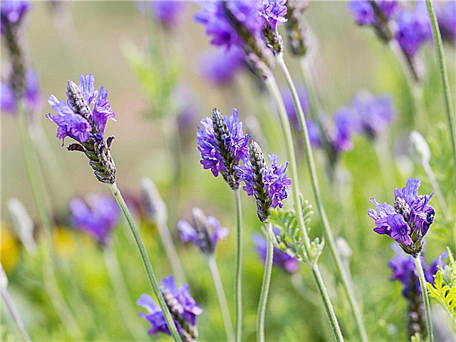 Fernleaf Lavender Care - Plantning og høst af Fernleaf Lavender