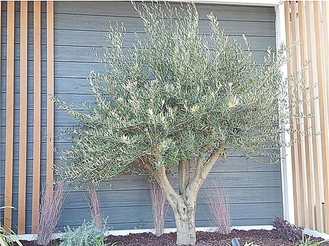 Einen Olivenbaum ohne Oliven anbauen: Was ist ein fruchtloser Olivenbaum?