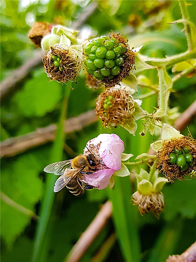 Загађивање биљака малине: Сазнајте више о опрашивању цветова малине