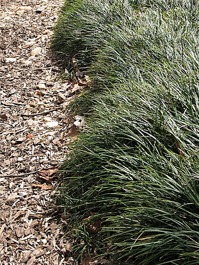 Ribete de hierba Liriope: cómo plantar un borde de hierba de mono