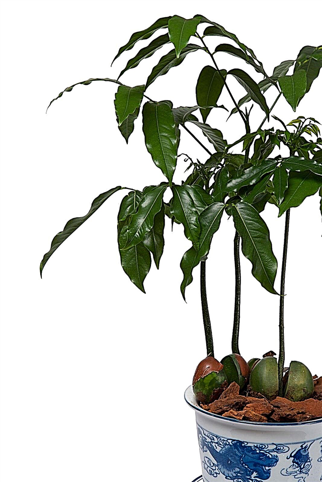 Lucky Bean Plant Care - Informationen zu Lucky Bean Zimmerpflanzen