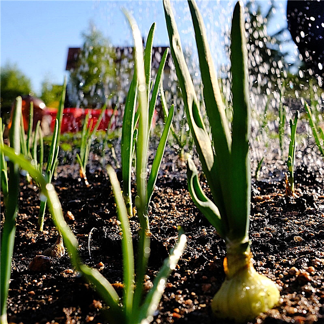 Necessidades de água de cebola: Como irrigar cebolas em sua cama de jardim