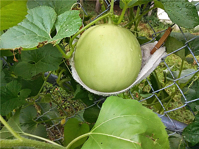 Vertikales Melonenzüchten - Wie man Melonen auf einem Spalier züchtet