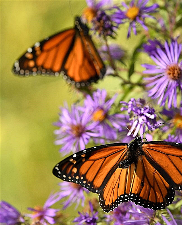 Przyciąganie motyli Monarch: Uprawa ogrodu motyli Monarch