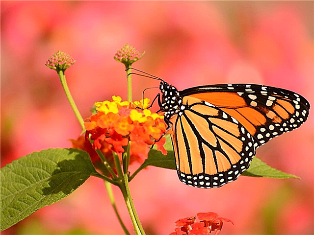 Tại sao bướm có vấn đề - Lợi ích của bướm trong vườn