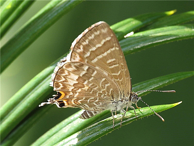 Schmetterlinge, die Cycads essen: Erfahren Sie mehr über Cycad Blue Butterfly Damage