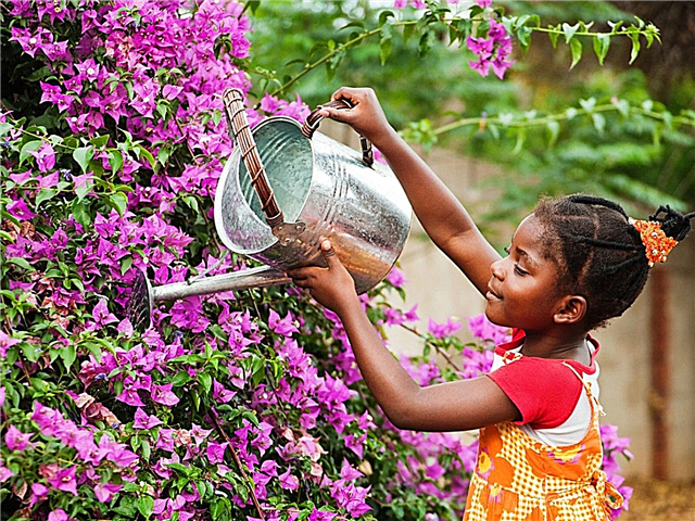 Lillede kastmise näpunäited: juhend lillede kastmiseks
