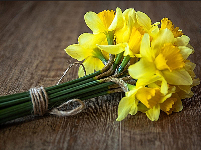 Manfaat Daffodil - Apa Itu Daffodil Bagus