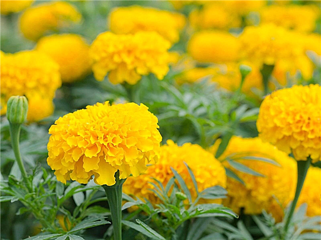 Marigold-blomsteranvendelser: Marigold-fordele til haver og ud over