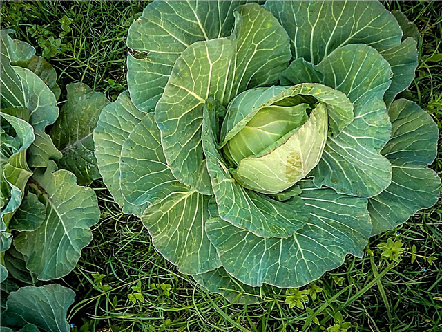 Farao Cabbage Variety - Πώς να μεγαλώσετε τα λάχανα Farao