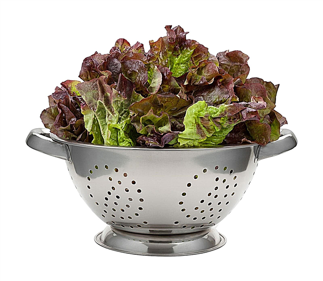 Teufelszungenroter Salat: Anbau einer Teufelszungensalatpflanze