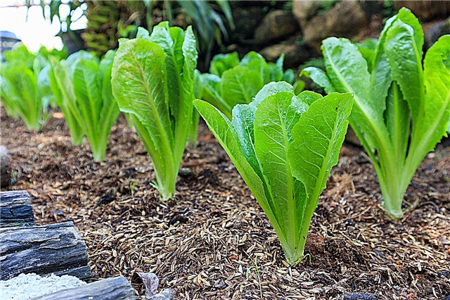 Pflege von Römersalat: Erfahren Sie mehr über das Pflanzen von Römersalat