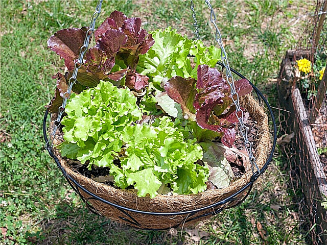 Hängender Behälter-Salat: Wie man einen hängenden Salatkorb macht